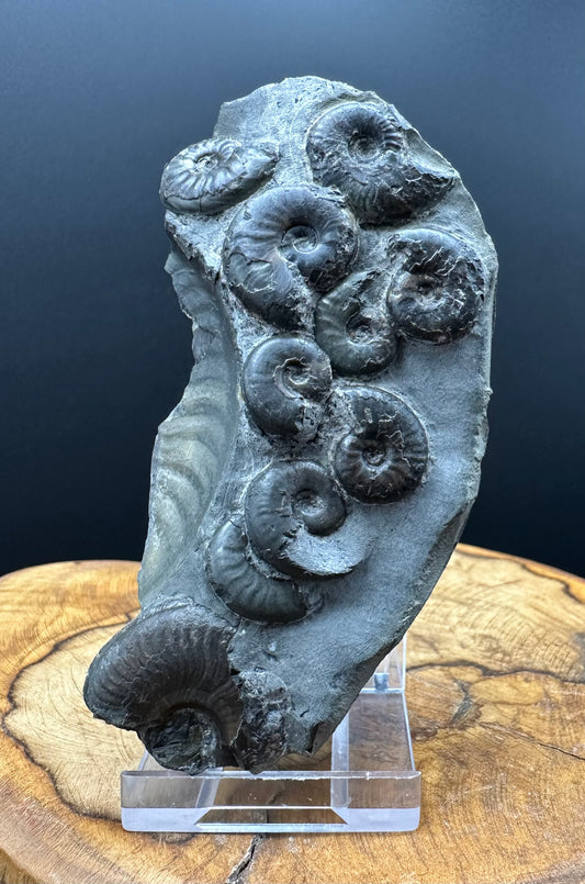 Eleganticeras Elegantulum ammonite fossil with box and stand - Whitby, North Yorkshire Jurassic Coast, Yorkshire Fossils