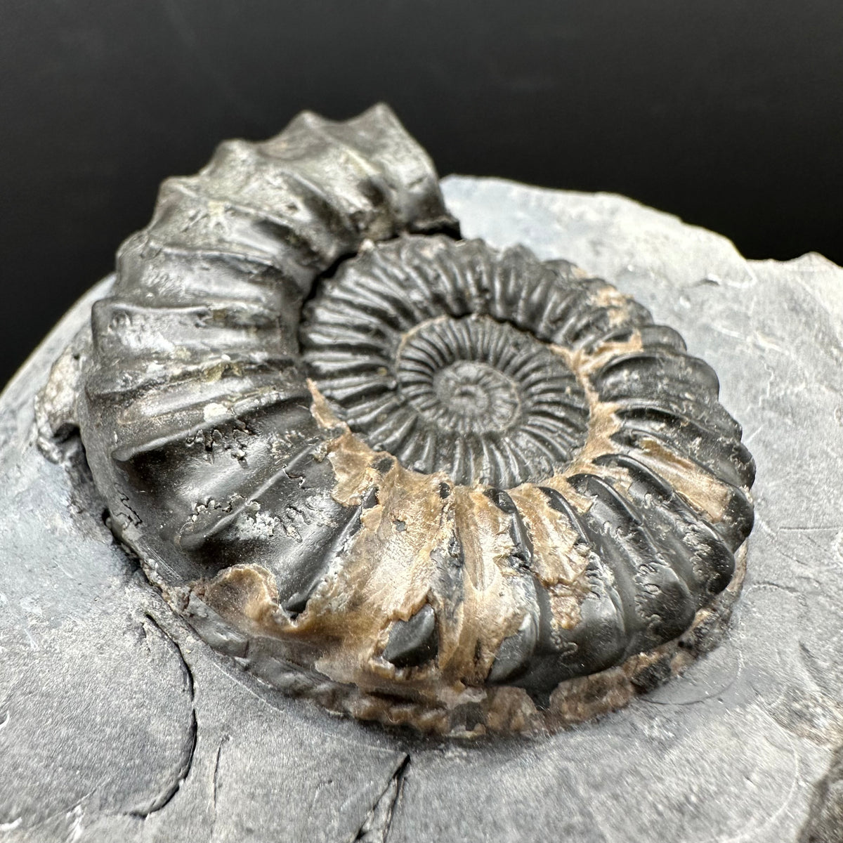 Pleuroceras hawskerense / Amauroceras Ammonite fossil with box and stand - Whitby, North Yorkshire Jurassic Coast, Yorkshire fossils