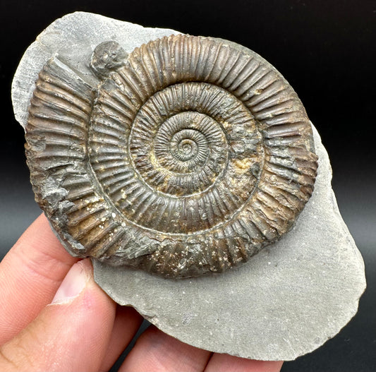 Dactylioceras Ammonite Fossil With Box And Stand - Whitby, North Yorkshire Jurassic Coast Yorkshire Fossils