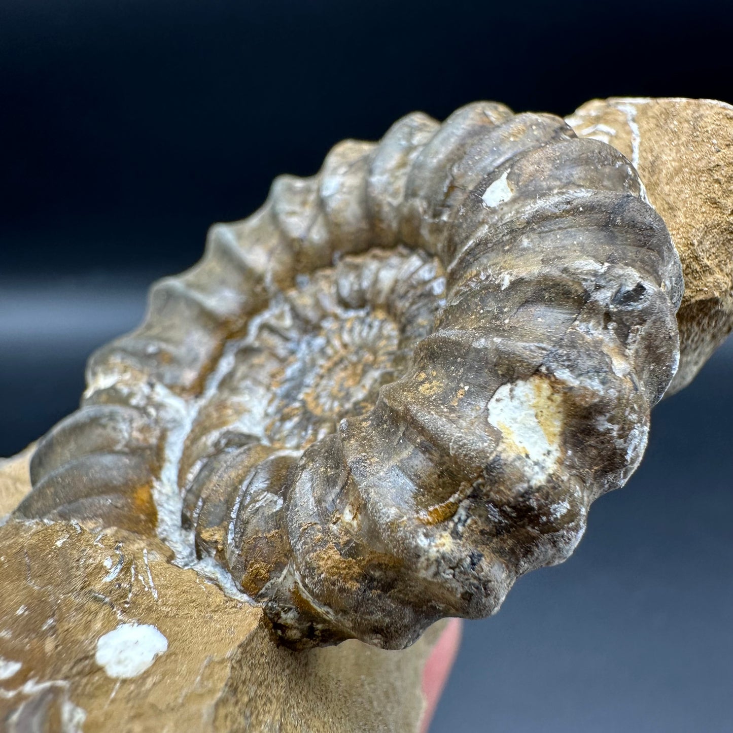 Androgynoceras Capricornus ammonite fossil - Whitby, North Yorkshire Jurassic Coast Yorkshire Fossils