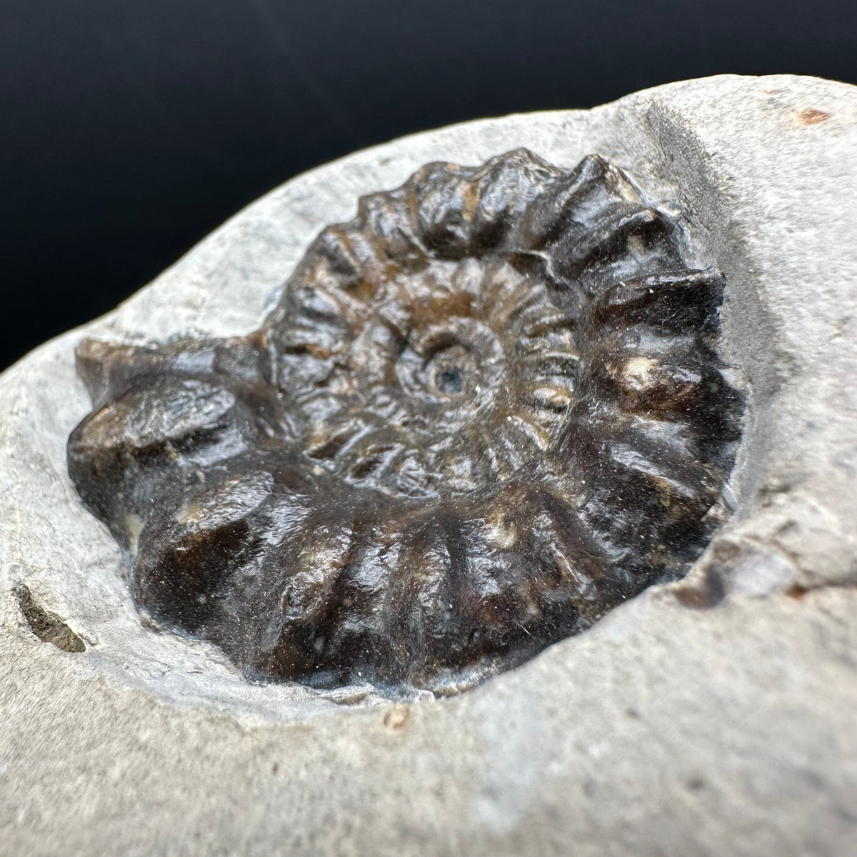 Androgynoceras maculatum ammonite fossil with box and stand - Whitby, North Yorkshire Jurassic Coast Yorkshire Fossils