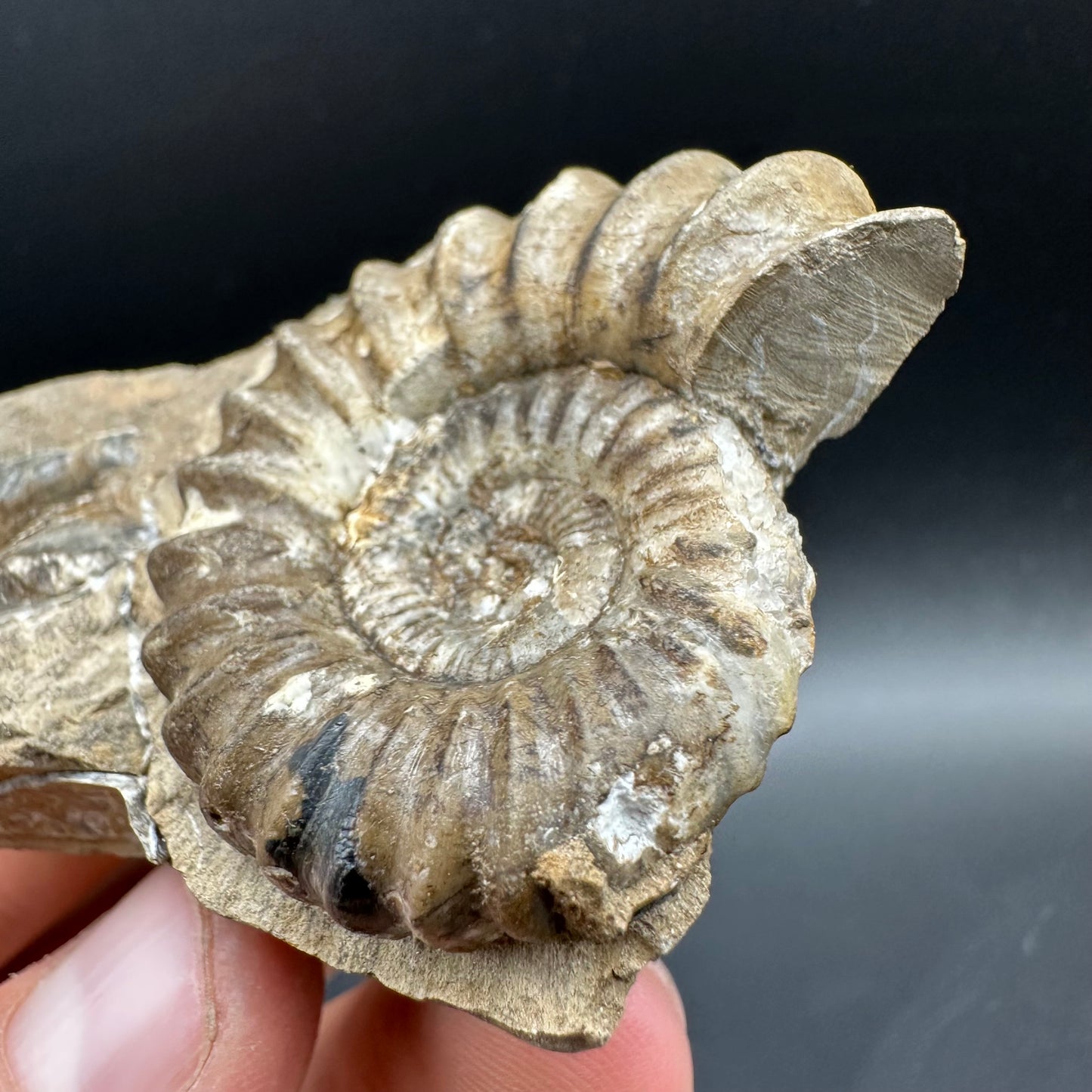 Androgynoceras capricornus Ammonite Fossil With Box And Stand - Whitby, North Yorkshire Jurassic Coast Yorkshire Fossils