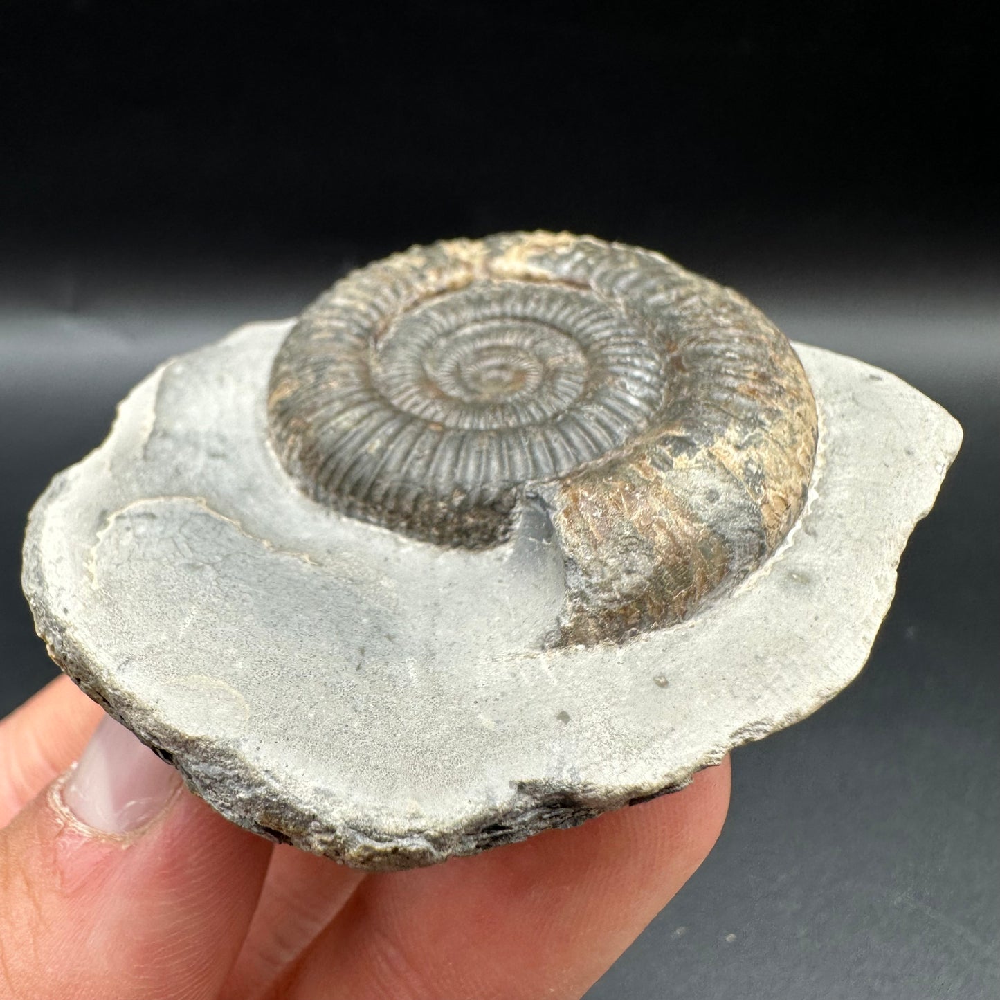 Dactylioceras Ammonite Fossil With Box And Stand - Whitby, North Yorkshire Jurassic Coast Yorkshire Fossils