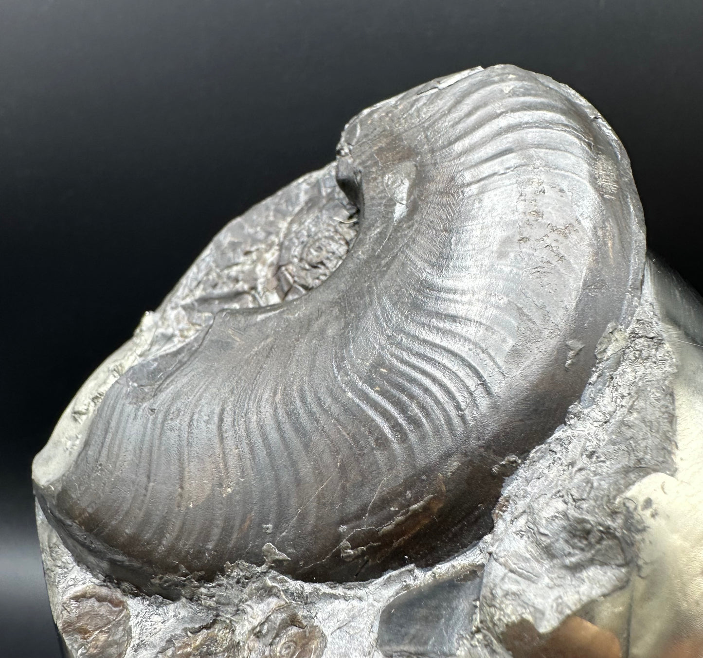 Golden Egg (GENUINE) Ammonite Fossil With Stand - Whitby, North Yorkshire Jurassic Coast Yorkshire Fossils