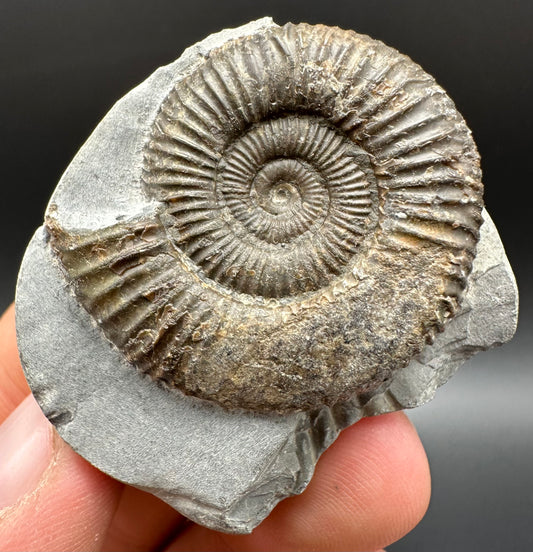 Dactylioceras Ammonite Fossil With Box And Stand - Whitby, North Yorkshire Jurassic Coast Yorkshire Fossils