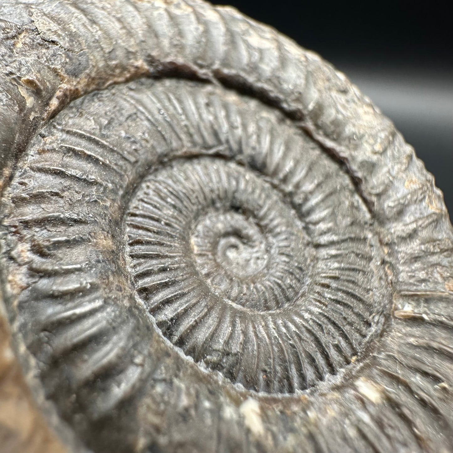 Dactylioceras Ammonite Fossil With Box And Stand - Whitby, North Yorkshire Jurassic Coast Yorkshire Fossils