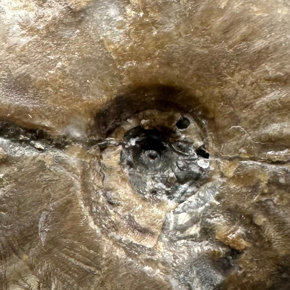 Eleganticeras Elegantulum ammonite with box and stand - Whitby, North Yorkshire Jurassic Coast, Yorkshire Fossils