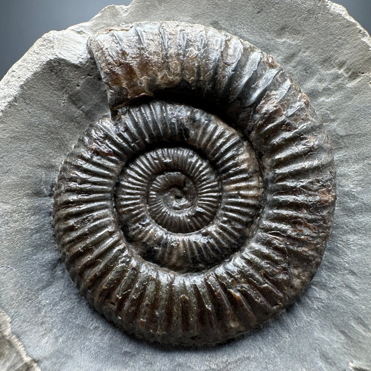 Dactylioceras Ammonite Fossil With box and Stand - Whitby, North Yorkshire Jurassic Coast Yorkshire Fossils