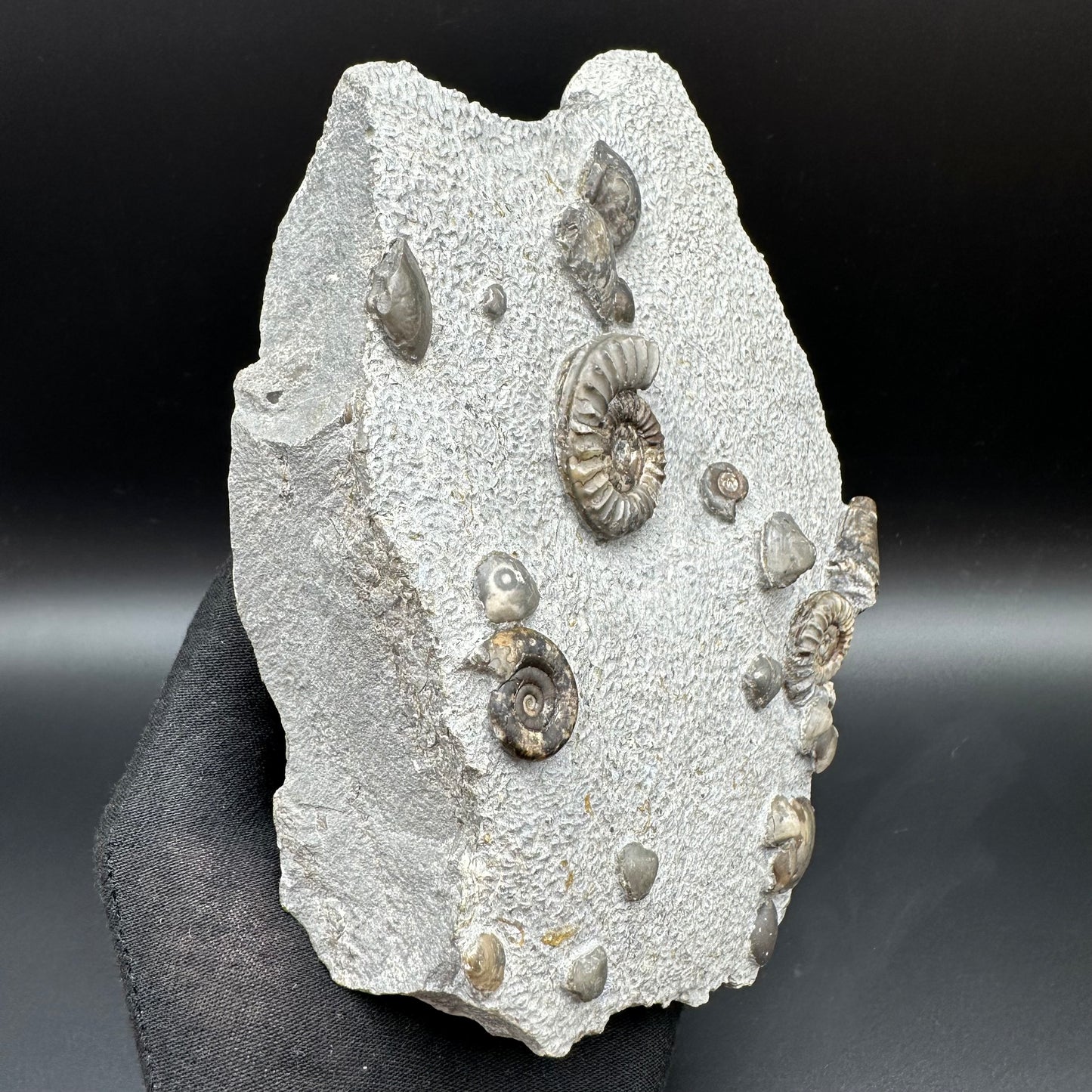 Arnioceras ammonite shell fossil with stand - Whitby, North Yorkshire Jurassic Coast Yorkshire Fossils