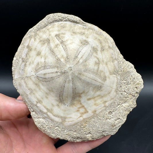 Echinoid (Sea Urchin) Fossil With Box And Stand - Indonesian Echinoid Fossil Indonesia