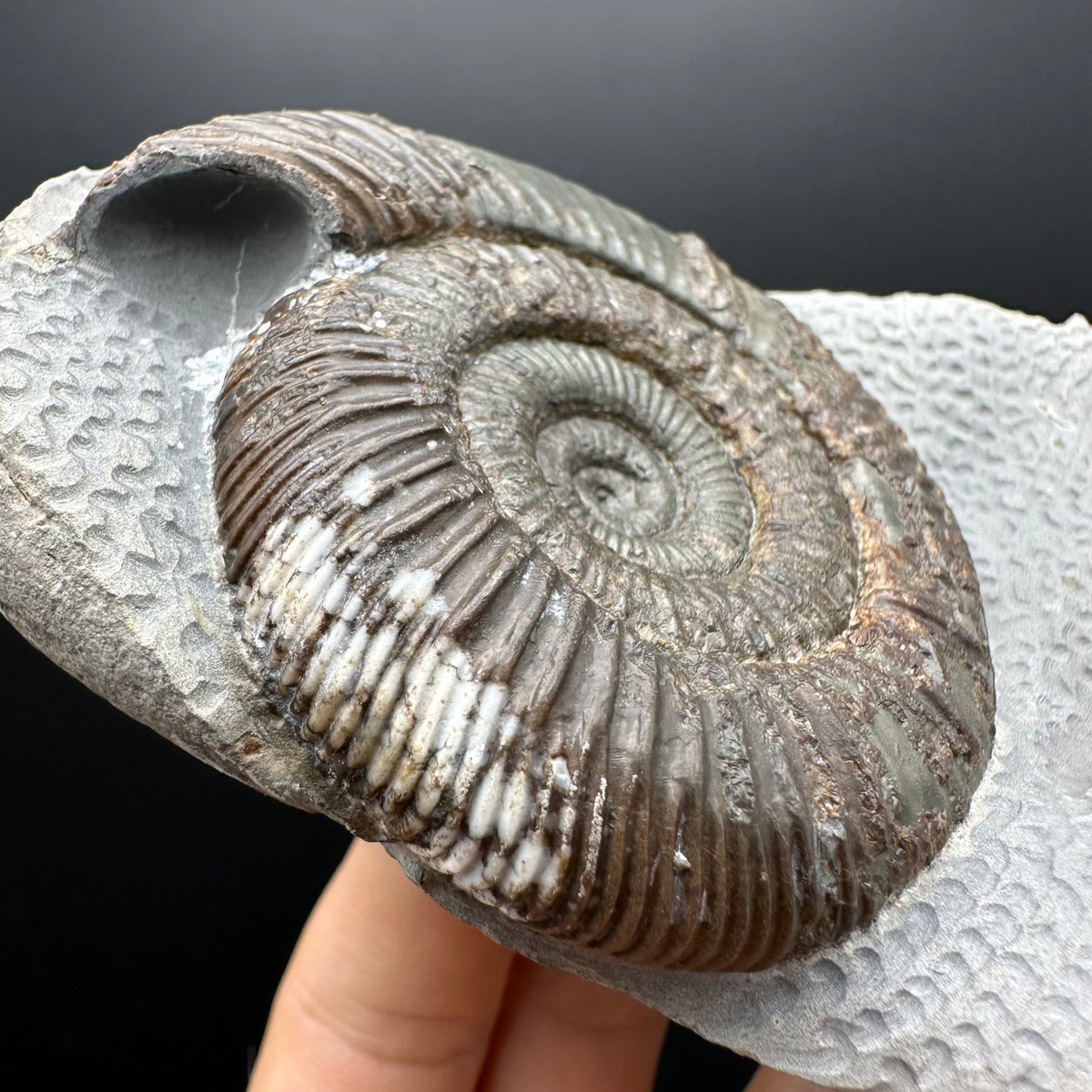 Dactylioceras Ammonite Fossil With Stand - Whitby, North Yorkshire Jurassic Coast Yorkshire Fossils
