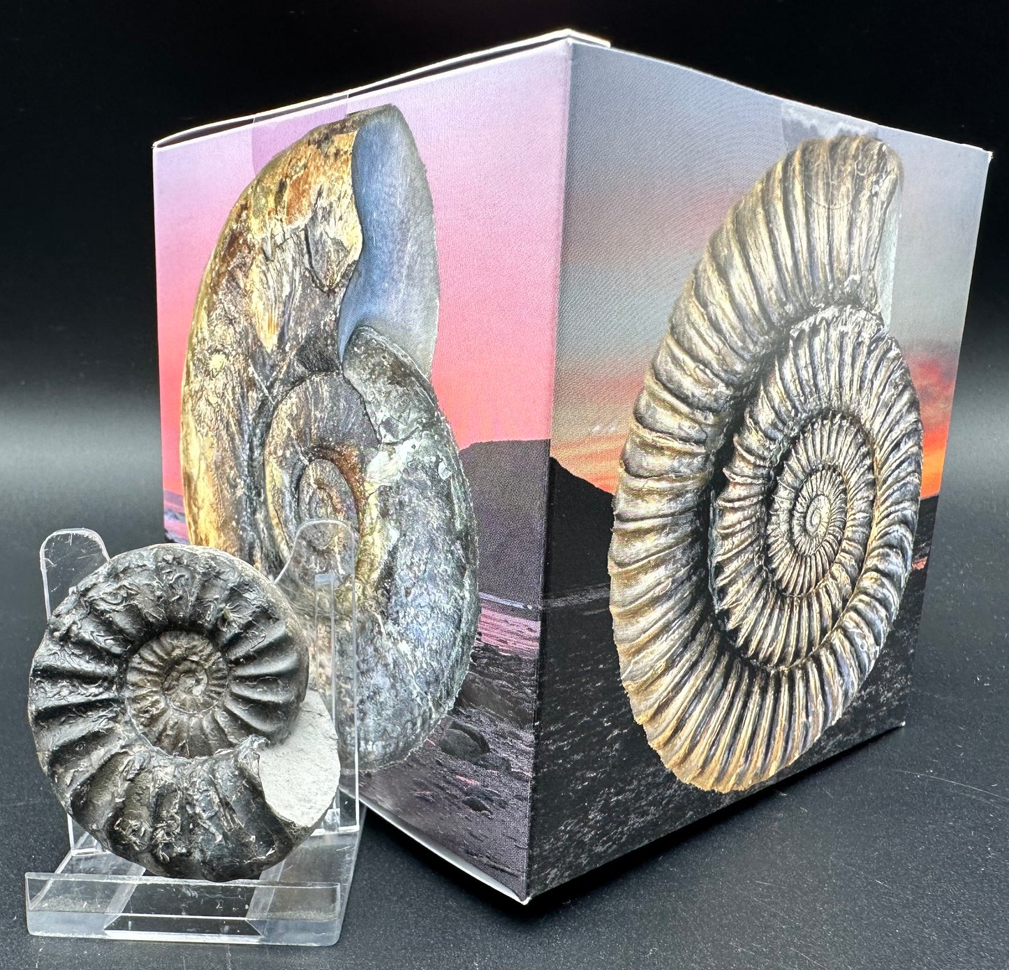 Aegasteroceras sagittarium ammonite fossil with box and stand - Whitby, North Yorkshire Jurassic Coast Yorkshire Fossils