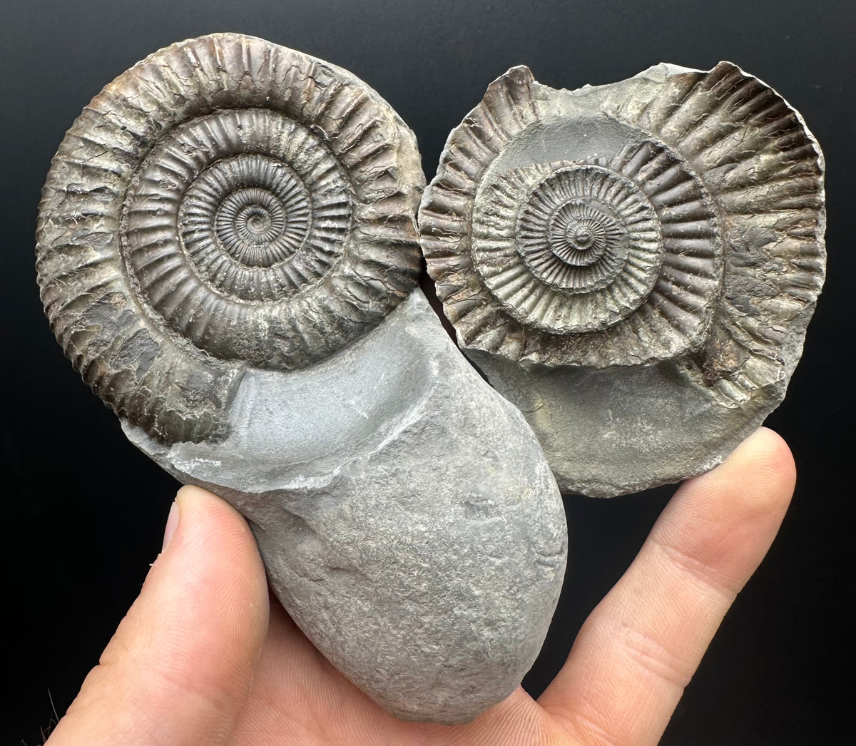 Dactylioceras Ammonite nodule (split pair) Fossil With Box And Stand - Whitby, North Yorkshire Jurassic Coast Yorkshire Fossils
