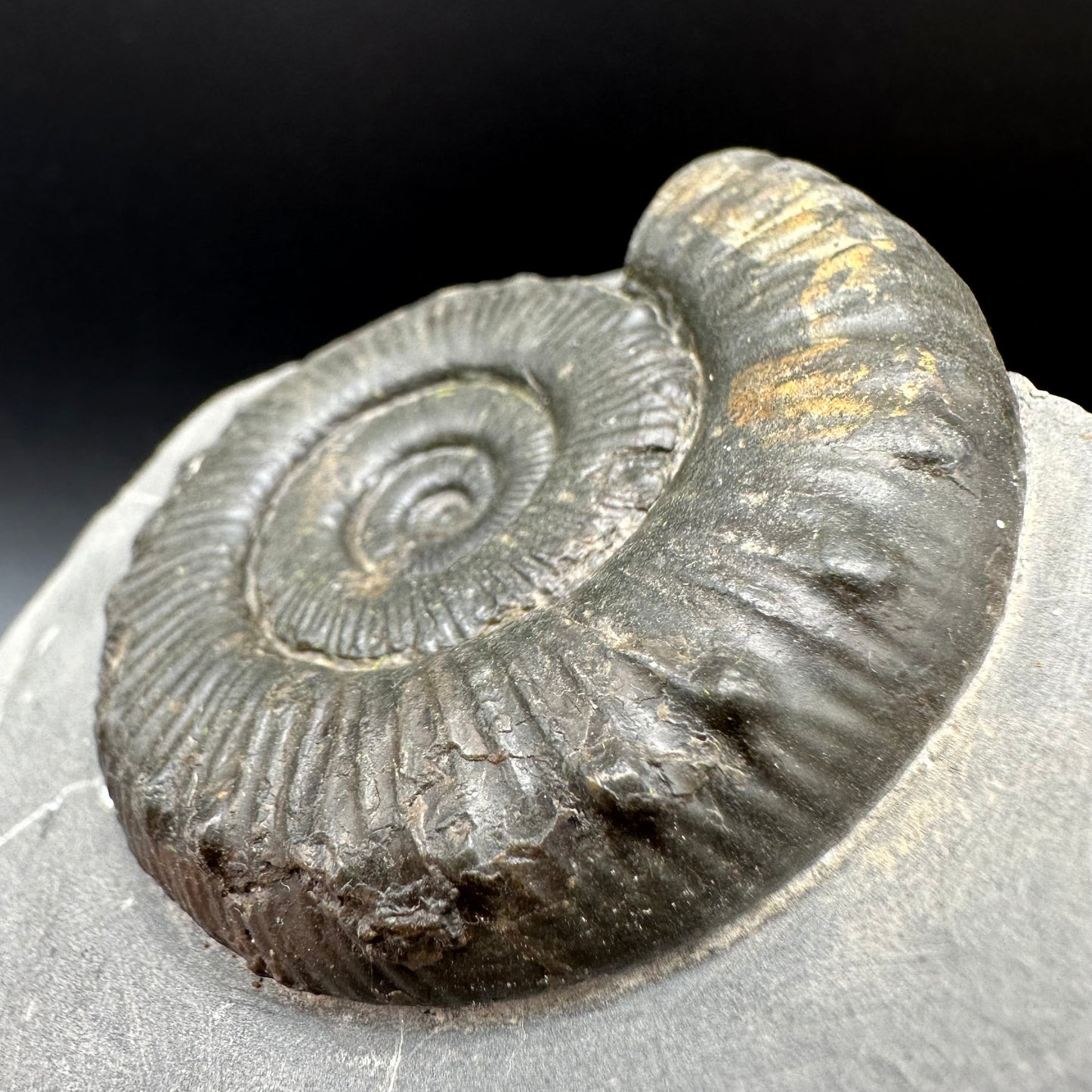 Peronoceras fibulatum Ammonite fossil with box and stand - Whitby, North Yorkshire Jurassic Coast Yorkshire Fossils