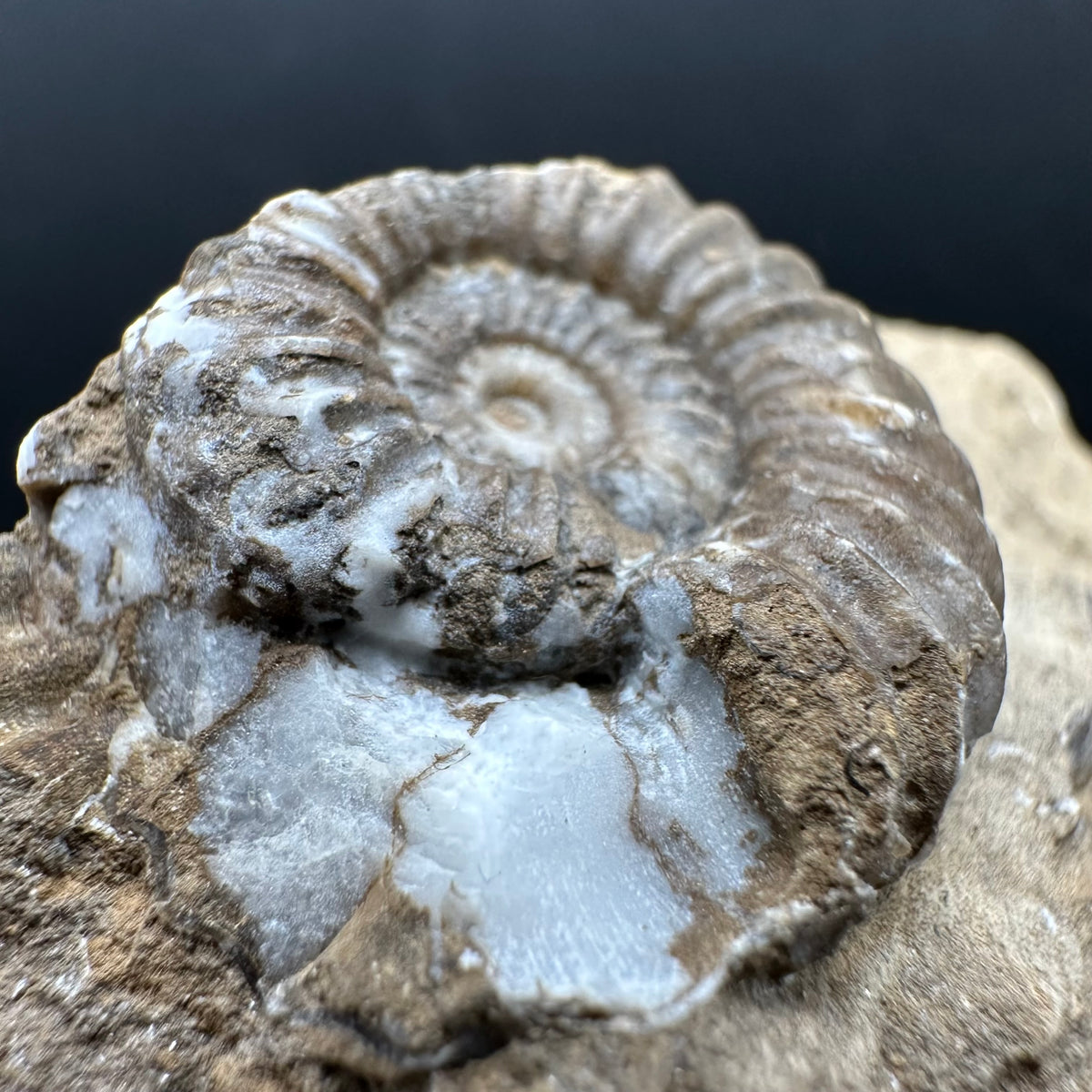 Androgynoceras capricornus Ammonite Fossil With Stand - Whitby, North Yorkshire Jurassic Coast Yorkshire Fossils