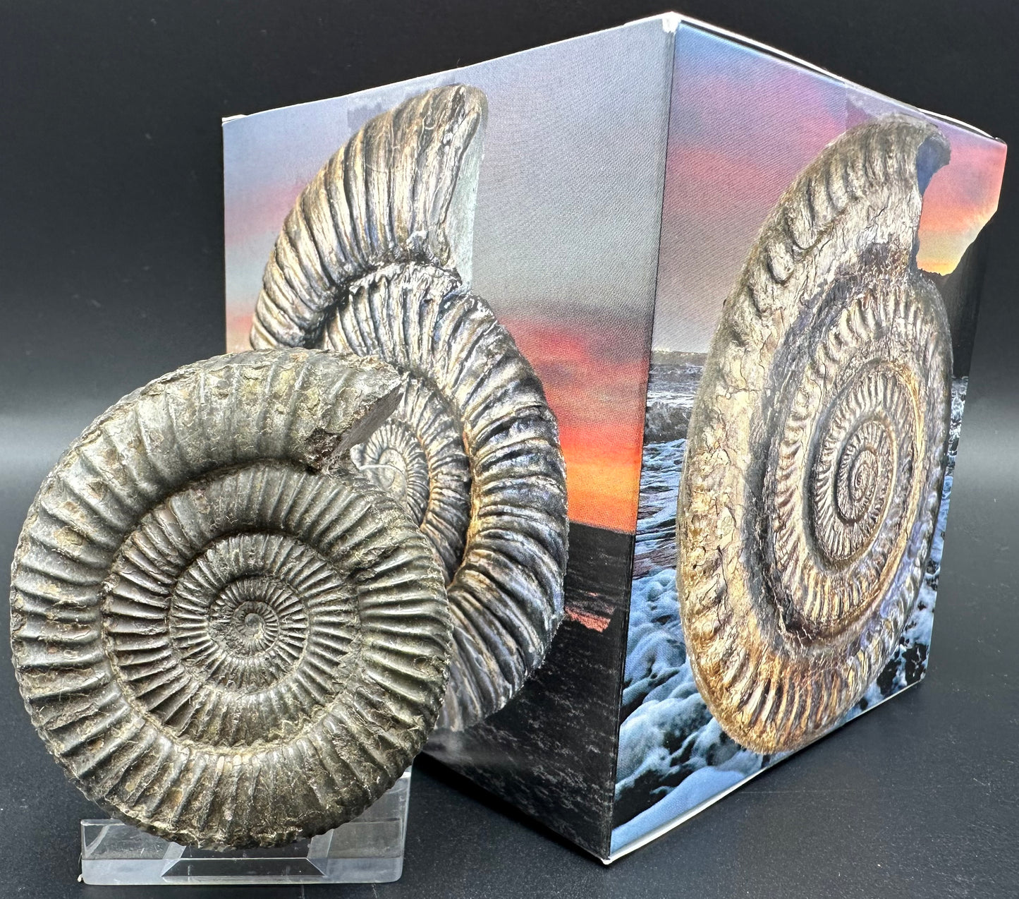 Dactylioceras Ammonite Fossil With Box And Stand - Whitby, North Yorkshire Jurassic Coast Yorkshire Fossils