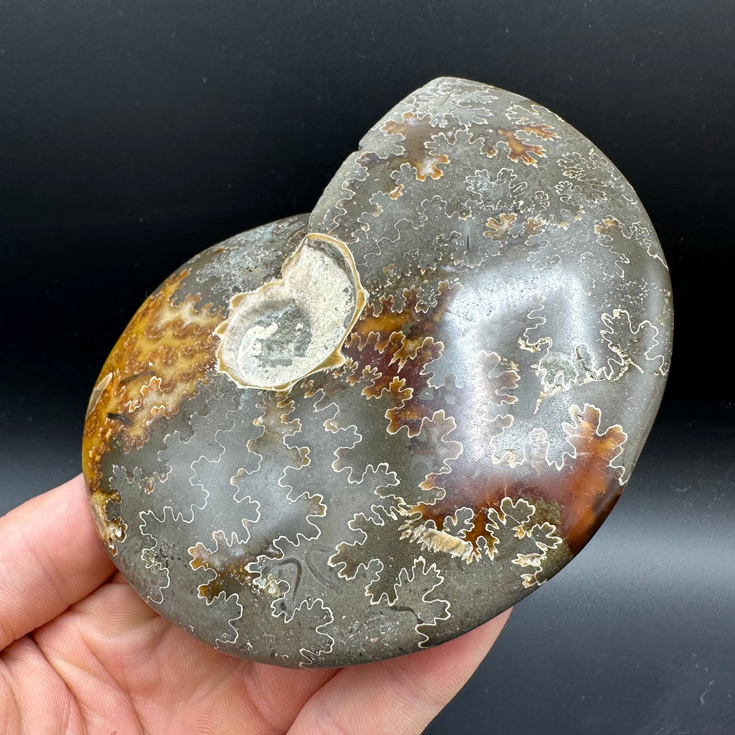 Cleoniceras Ammonite Fossil With Stand - Cretaceous Ammonite Madagascar