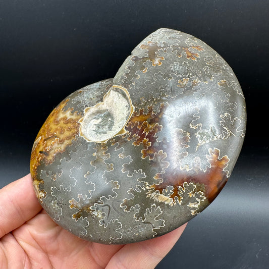 Cleoniceras Ammonite Fossil With Stand - Cretaceous Ammonite Madagascar