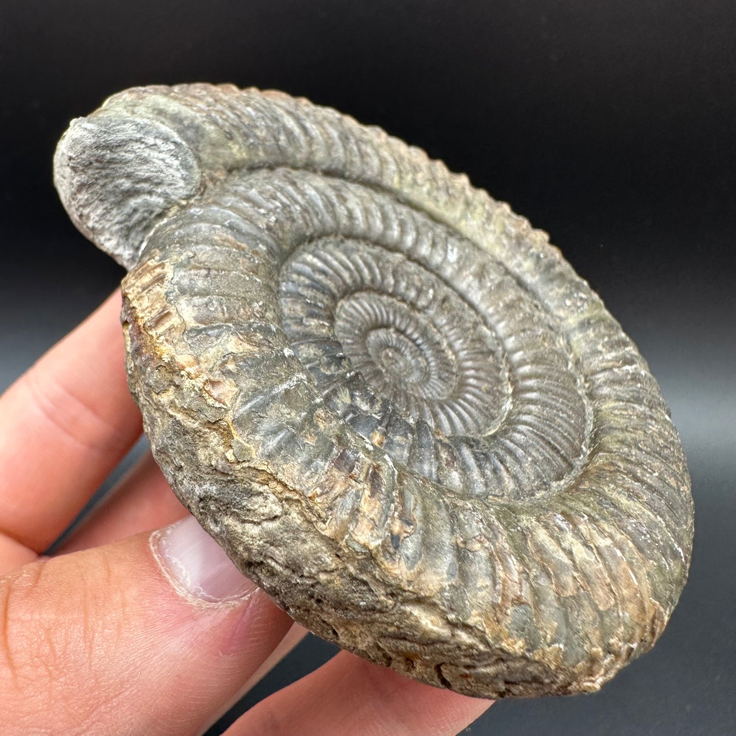 Dactylioceras Ammonite Fossil With Box And Stand - Whitby, North Yorkshire Jurassic Coast Yorkshire Fossils