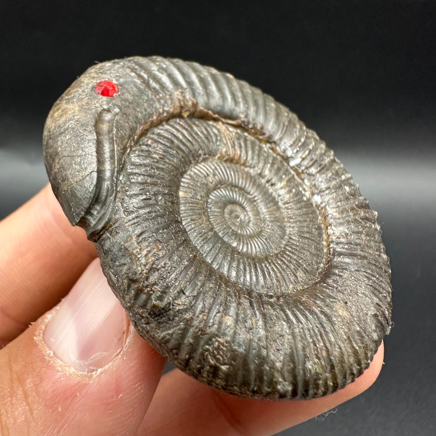 Snakestone Ammonite Fossil With Bag/Box And Stand - Whitby, North Yorkshire Jurassic Coast Yorkshire Fossils