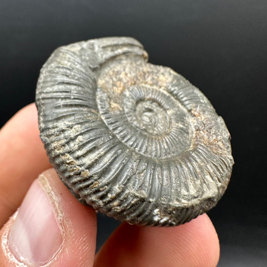 Snakestone Ammonite Fossil With Bag/Box And Stand - Whitby, North Yorkshire Jurassic Coast Yorkshire Fossils