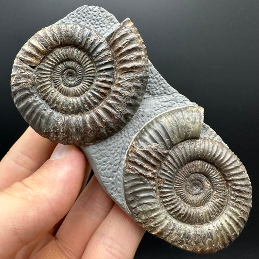 Dactylioceras Ammonite Fossil With Stand - Whitby, North Yorkshire Jurassic Coast Yorkshire Fossils