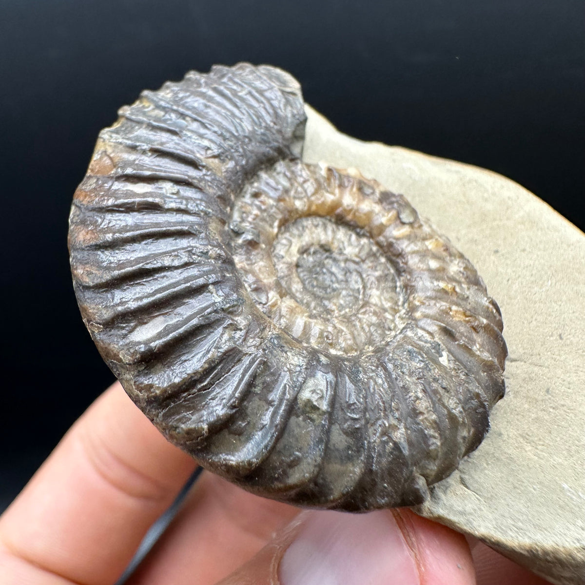 Schlothemia sp. ammonite fossil with box and stand - Whitby, North Yorkshire Jurassic Coast, Yorkshire fossils