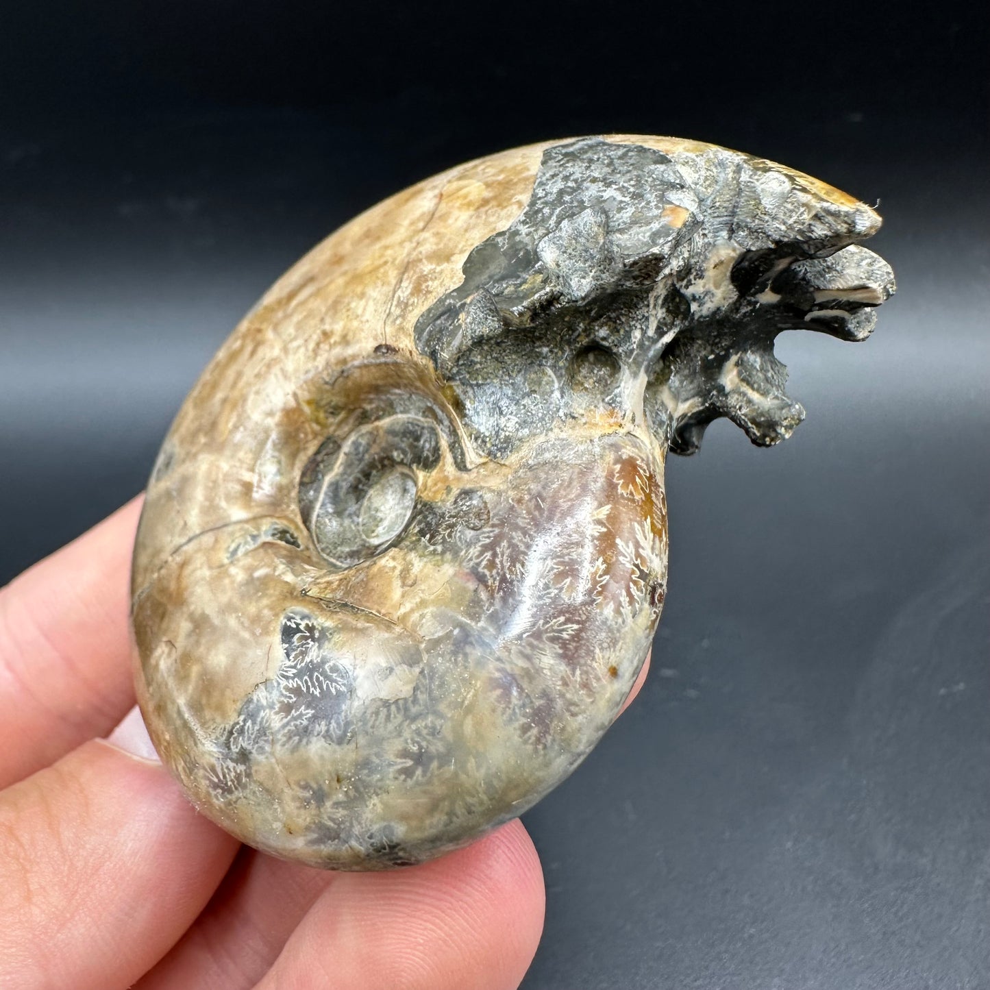 Puzosia Ammonite Fossil With Box And Stand - Cretaceous Ammonite Madagascar