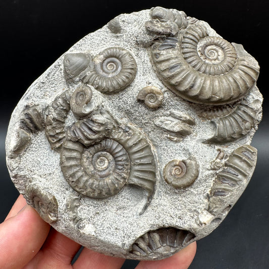 Arnioceras ammonite shell fossil with box and stand - Whitby, North Yorkshire Jurassic Coast Yorkshire Fossils