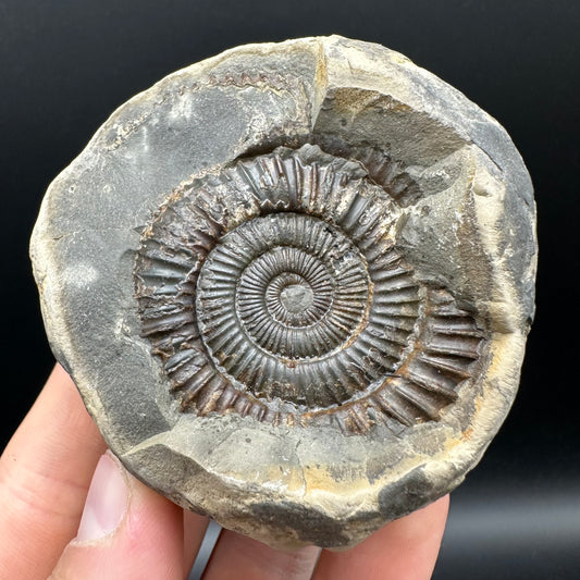 Dactylioceras Ammonite nodule (split pair) Fossil With Box And Stand - Whitby, North Yorkshire Jurassic Coast Yorkshire Fossils