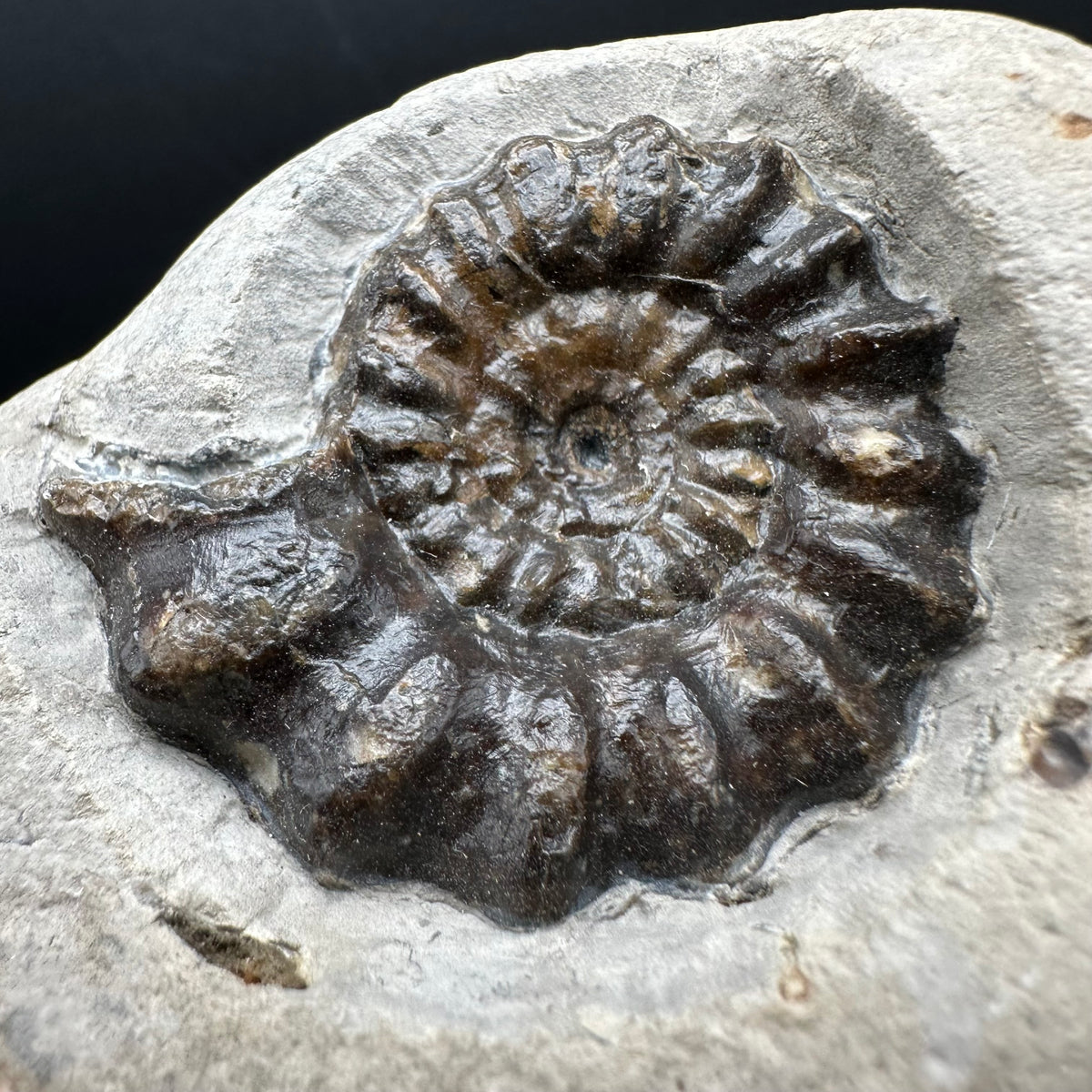 Androgynoceras maculatum ammonite fossil with box and stand - Whitby, North Yorkshire Jurassic Coast Yorkshire Fossils