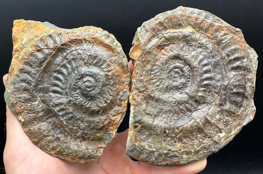 Hildoceras lusitanicum Ammonite Nodule (split pair) Fossil With Stand - Whitby, North Yorkshire Jurassic Coast Yorkshire Fossils