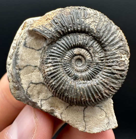 Dactylioceras Ammonite Fossil Gift Set - Whitby, North Yorkshire Jurassic Coast Yorkshire Fossils