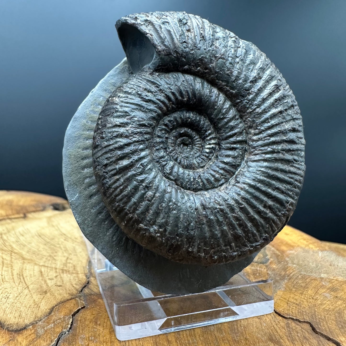 Dactylioceras semicelatum Ammonite fossil with stand - Whitby, North Yorkshire Jurassic Coast Yorkshire Fossils