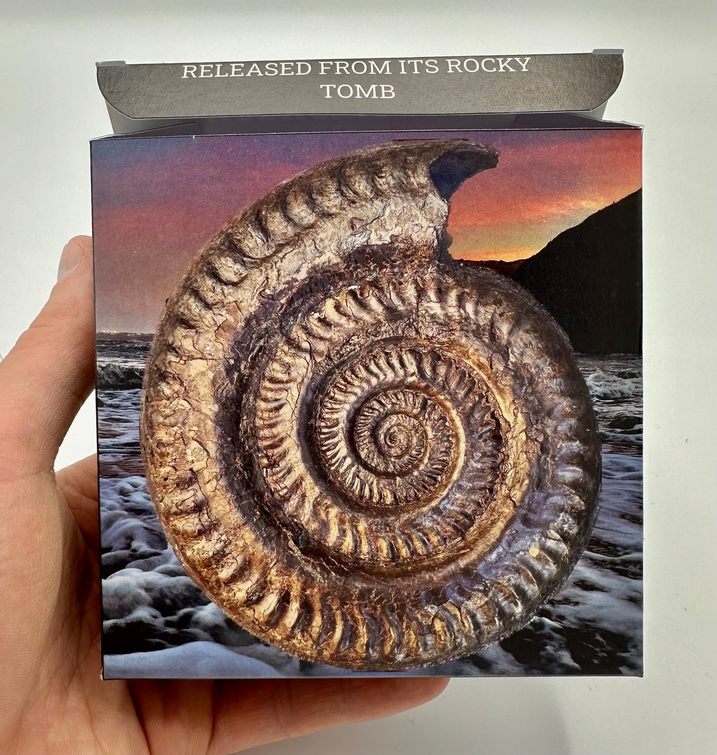 Pseudolioceras lythense Ammonite fossil with box and stand - Whitby, North Yorkshire, Yorkshire Fossils on the Jurassic Coast