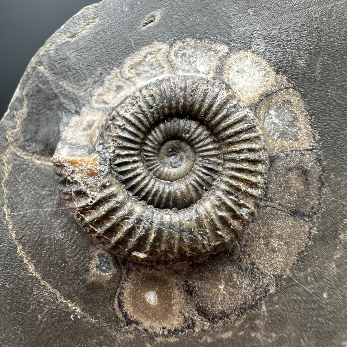 Dactylioceras Ammonite Fossil With box and Stand - Whitby, North Yorkshire Jurassic Coast Yorkshire Fossils