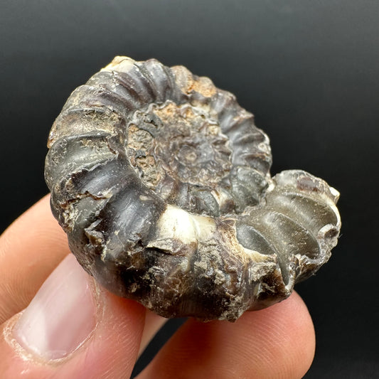Androgynoceras maculatum ammonite fossil with box and stand - Whitby, North Yorkshire Jurassic Coast Yorkshire Fossils