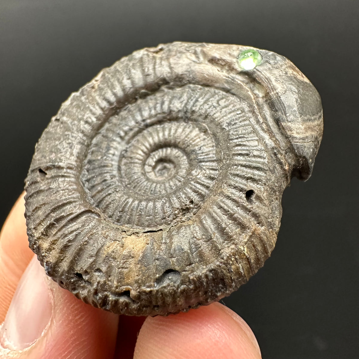 Snakestone Ammonite Fossil With Bag/Box And Stand - Whitby, North Yorkshire Jurassic Coast Yorkshire Fossils