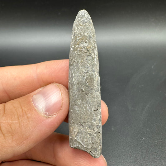 Belemnite (Fossil Squid) shell fossil - Whitby, North Yorkshire Jurassic Coast Yorkshire Fossils
