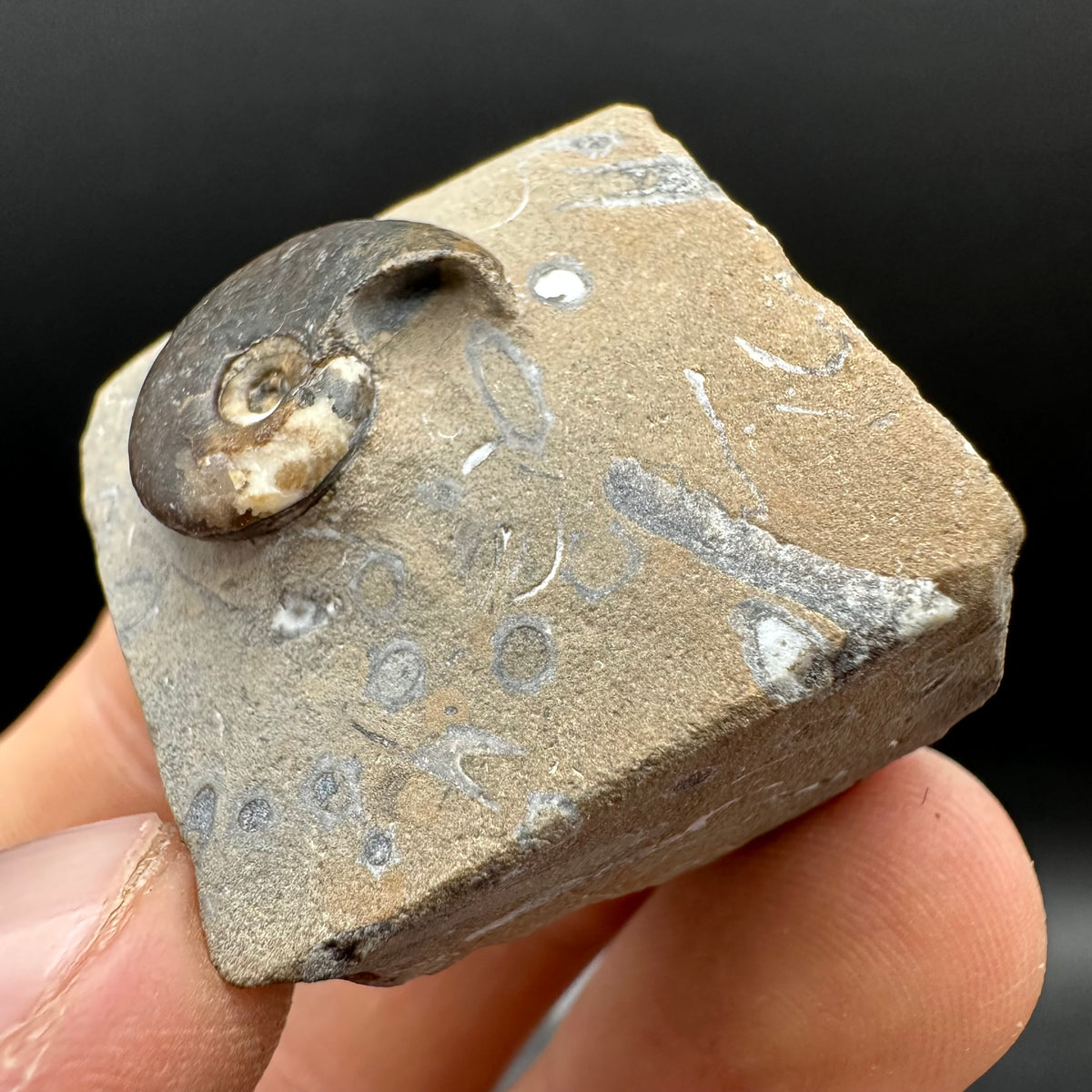 Amaltheus striatus ammonite fossil with box and stand - Whitby, North Yorkshire Jurassic Coast Yorkshire Fossils
