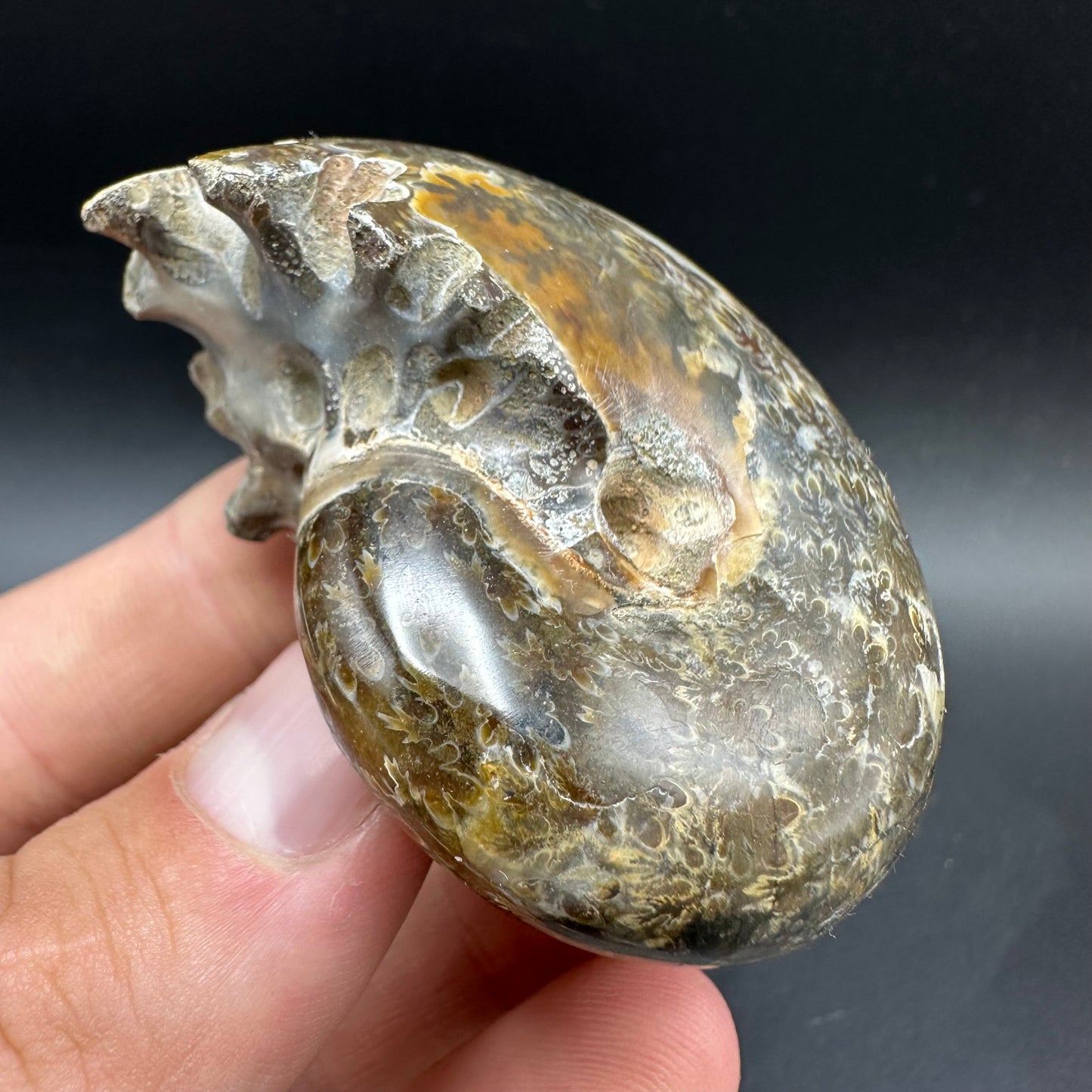 Phylloceras Ammonite Fossil With Box And Stand - Cretaceous Ammonite Madagascar