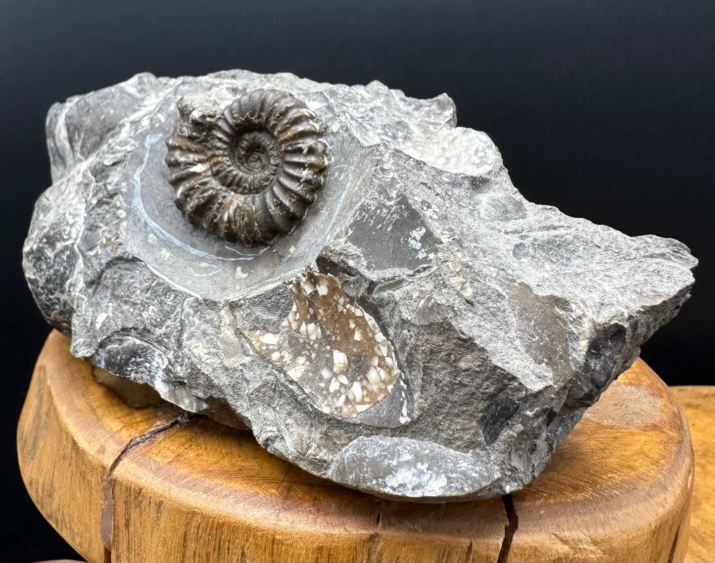 Androgynoceras capricornus Ammonite Fossil With Stand - Whitby, North Yorkshire Jurassic Coast Yorkshire Fossils