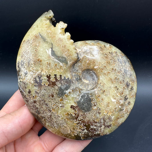 Cleoniceras Ammonite Fossil With Box And Stand - Cretaceous Ammonite Madagascar