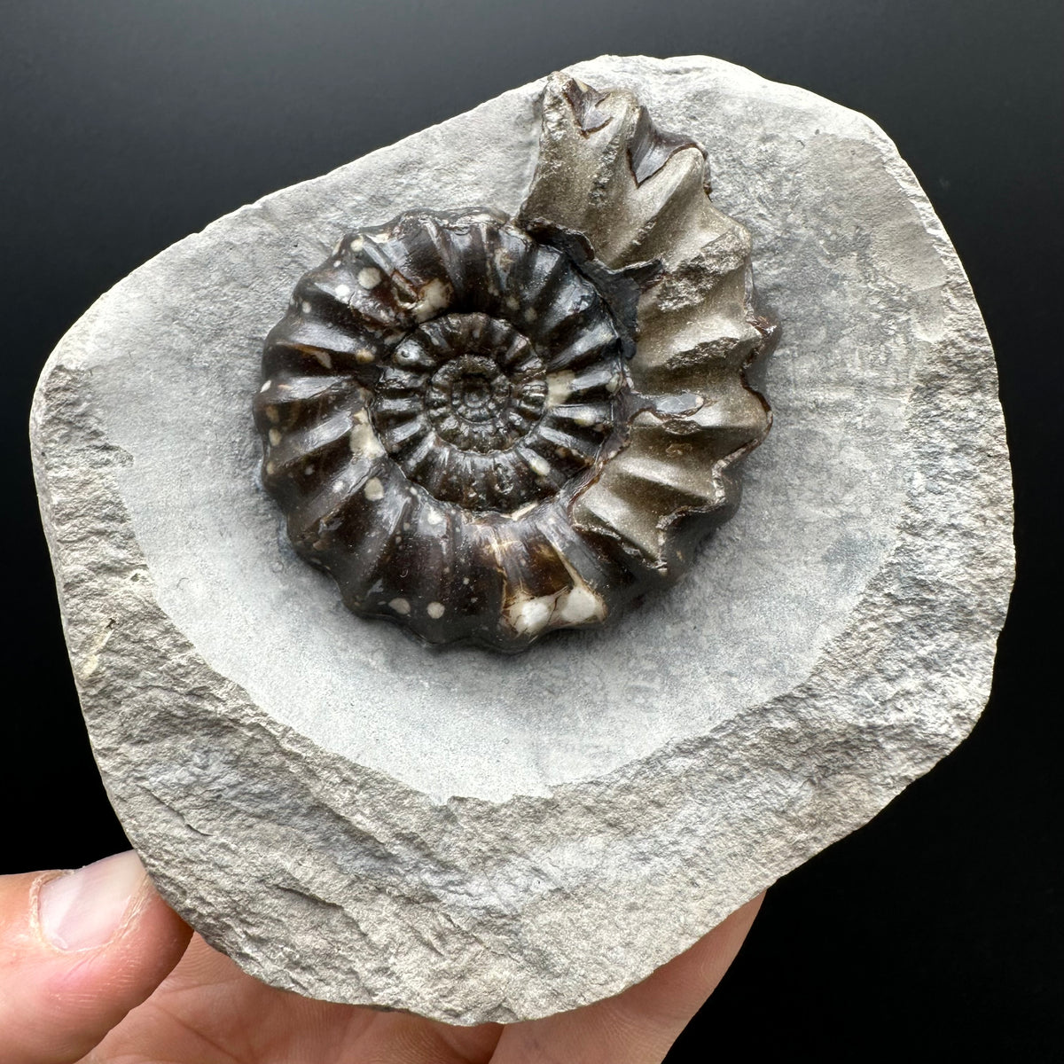 Androgynoceras maculatum ammonite fossil with stand - Whitby, North Yorkshire Jurassic Coast Yorkshire Fossils