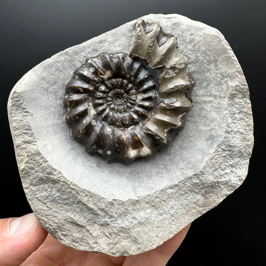 Androgynoceras maculatum ammonite fossil with stand - Whitby, North Yorkshire Jurassic Coast Yorkshire Fossils