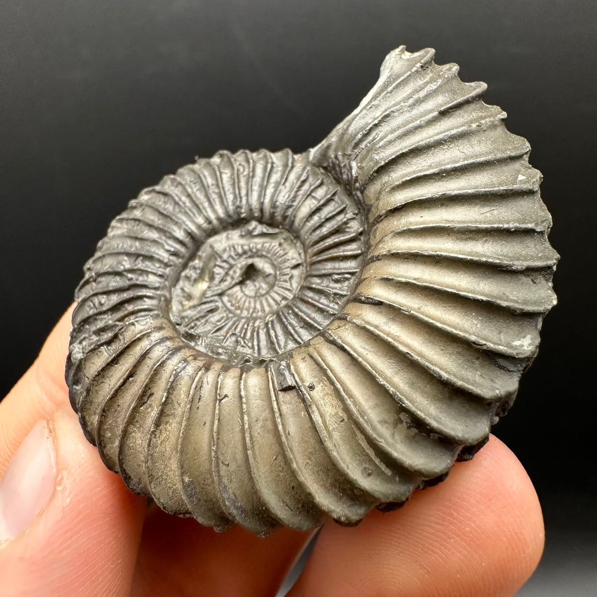 Schlothemia sp. ammonite fossil with box and stand - Whitby, North Yorkshire Jurassic Coast, Yorkshire fossils