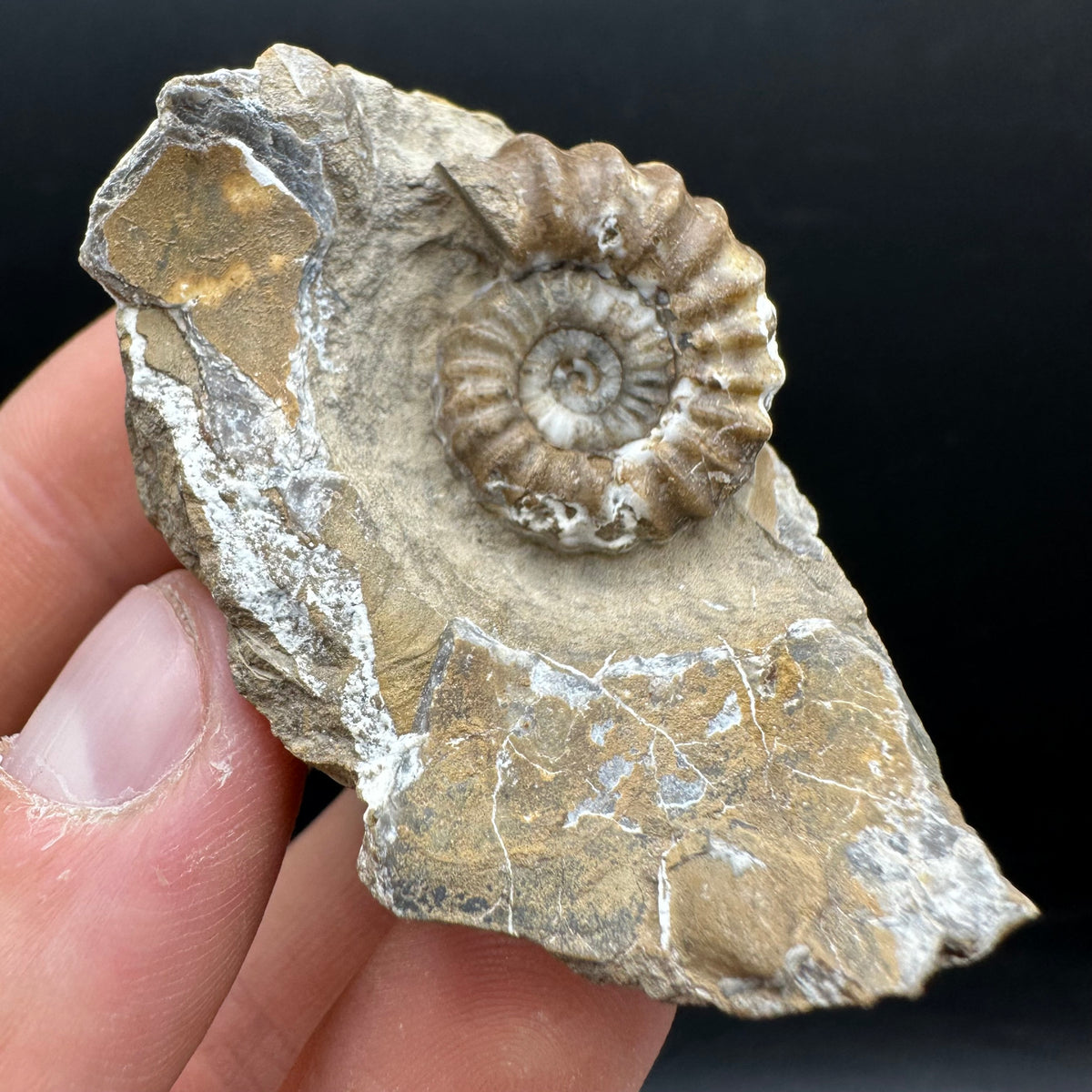 Androgynoceras capricornus Ammonite Fossil With Stand - Whitby, North Yorkshire Jurassic Coast Yorkshire Fossils