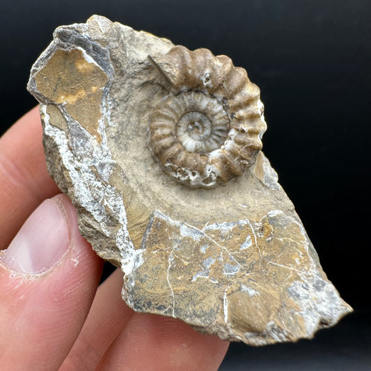 Androgynoceras capricornus Ammonite Fossil With Stand - Whitby, North Yorkshire Jurassic Coast Yorkshire Fossils
