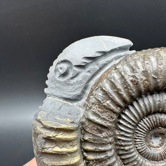 Hydra Snakestone Ammonite Fossil With Bag/Box And Stand - Whitby, North Yorkshire Jurassic Coast Yorkshire Fossils
