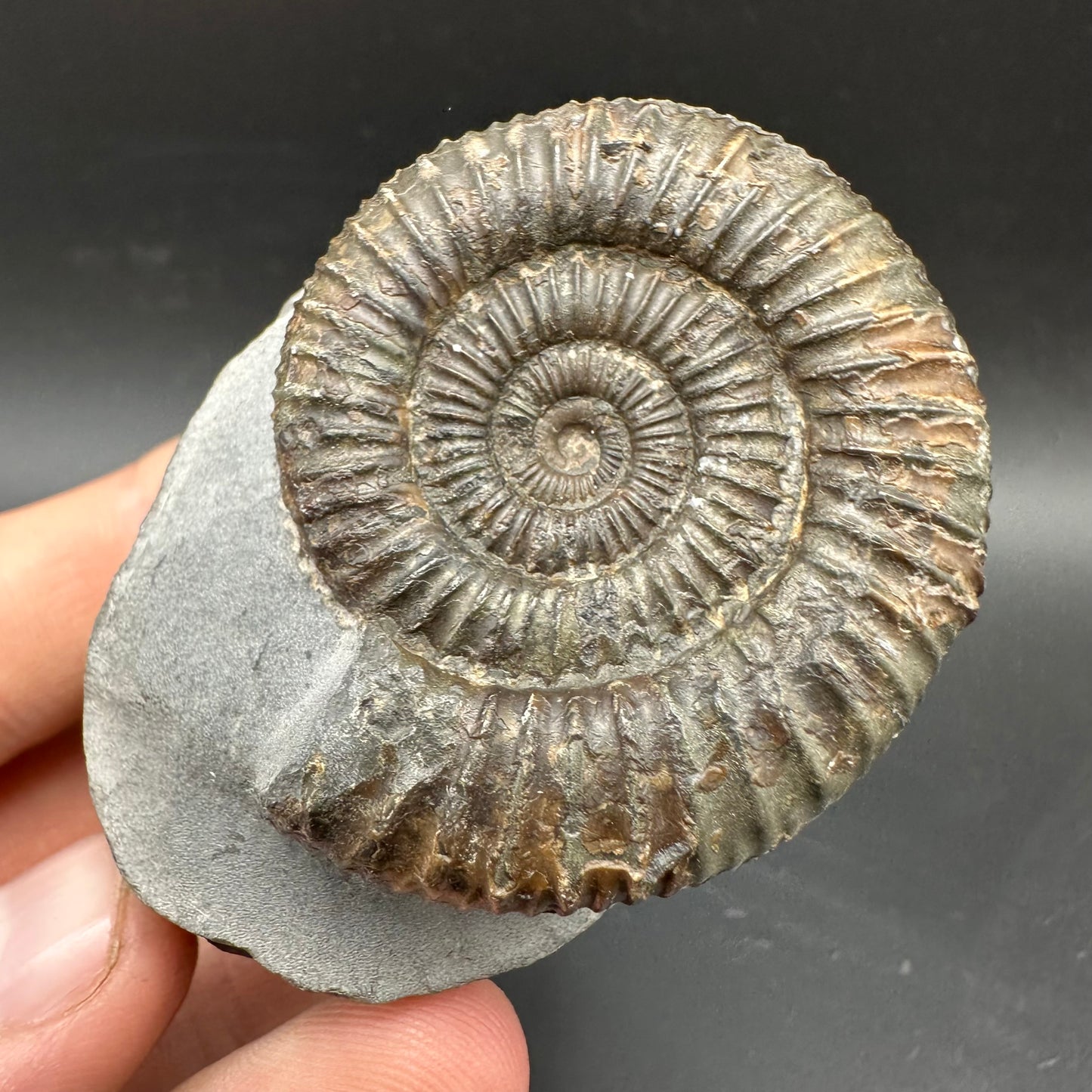 Dactylioceras Ammonite Fossil With box and Stand - Whitby, North Yorkshire Jurassic Coast Yorkshire Fossils